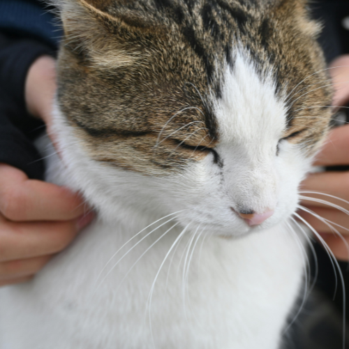 mobile pet grooming in the Western Cape