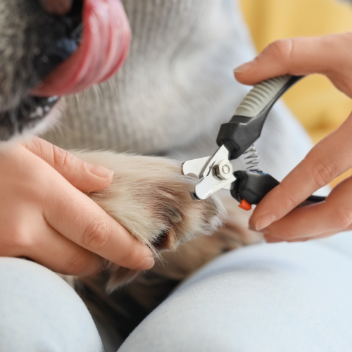 at home pet grooming in Cape Town at home pet grooming in Cape Town